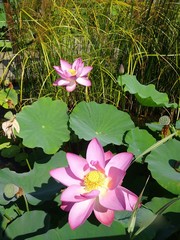 nenuphar