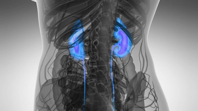 Science Anatomy Scan Of Human Kidneys Glowing