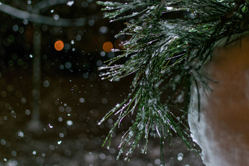 Snow-covered Christmas tree branch on a dark background close-up.