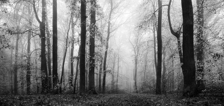 Fototapeta Panorama of Forest in Autumn, Black and White