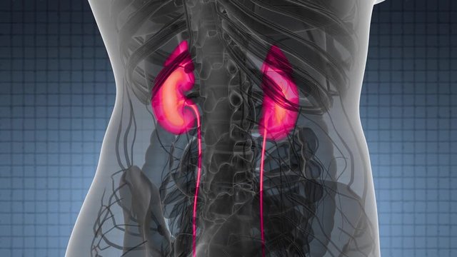 Science Anatomy Scan Of Human Kidneys Glowing