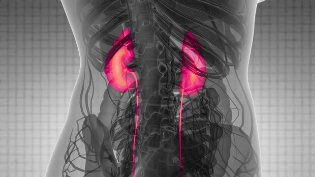 Science Anatomy Scan Of Human Kidneys Glowing