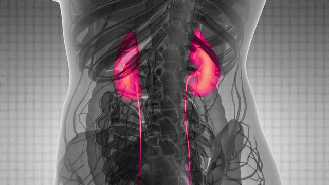 Science Anatomy Scan Of Human Kidneys Glowing