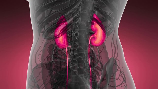 Science Anatomy Scan Of Human Kidneys Glowing