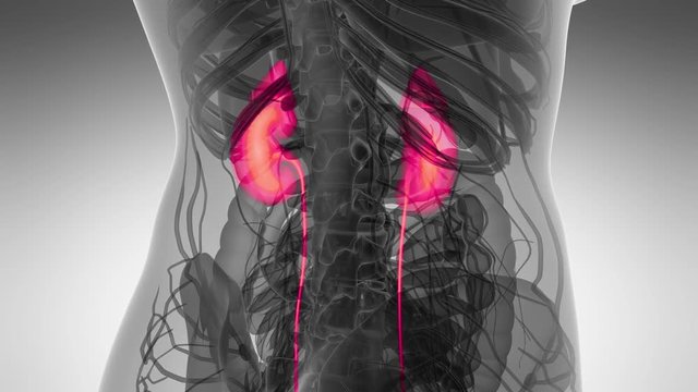 Science Anatomy Scan Of Human Kidneys Glowing