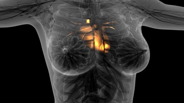 science anatomy scan of human heart glowing