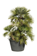 Palmier Chamaerops excelsa