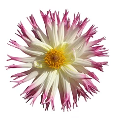 Crédence de cuisine en verre imprimé Dahlia Dahlia cactus blanc et rose