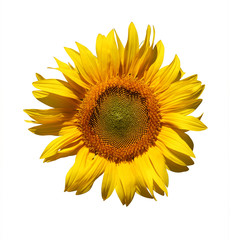 Fototapeta premium Fleur de tournesol