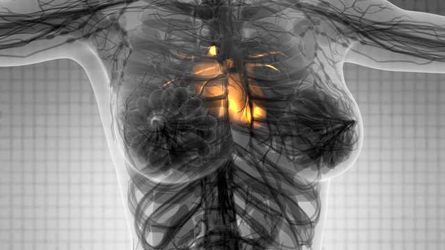 science anatomy scan of human heart glowing