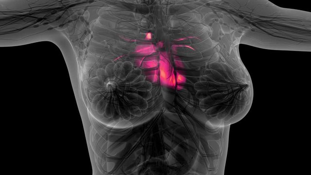 science anatomy scan of human heart glowing