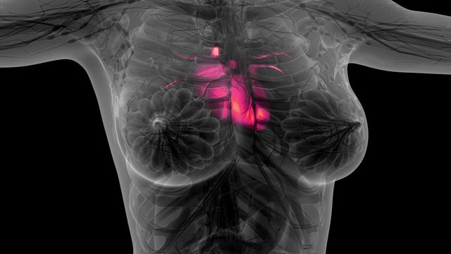 science anatomy scan of human heart glowing