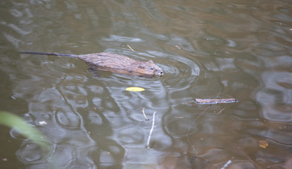 Beaver swimming alone