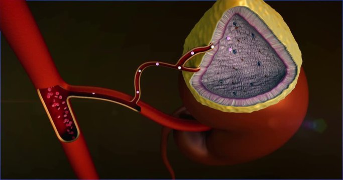 human adrenal gland, Internal structure of adrenal gland, adrenal gland, adrenaline into the blood stream 