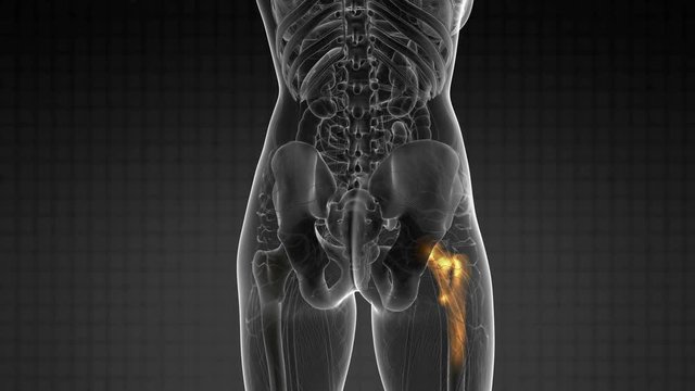 hip bones anatomy medical scan