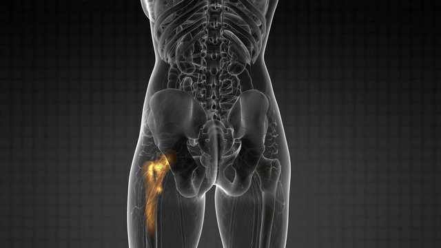 hip bones anatomy medical scan
