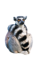 Adult ring-tailed lemur. Photo on the white background. - obrazy, fototapety, plakaty