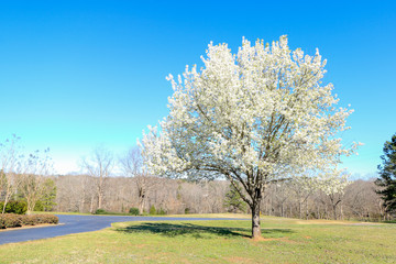 Bradford Pear