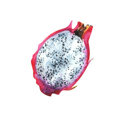 Hand painted watercolor slice of dragon fruit isolated on white background. Fruits illustration