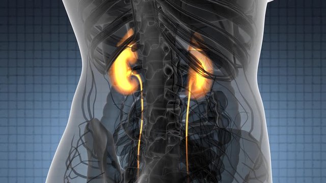 Science Anatomy Scan Of Human Kidneys Glowing