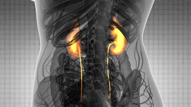 Science Anatomy Scan Of Human Kidneys Glowing