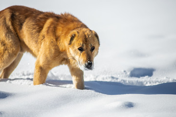 red dog in the snow