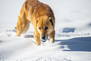 red dog in the snow