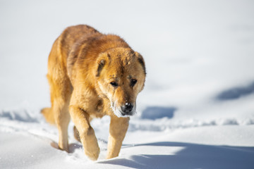 red dog in the snow