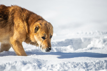 red dog in the snow