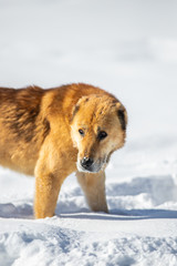 red dog in the snow