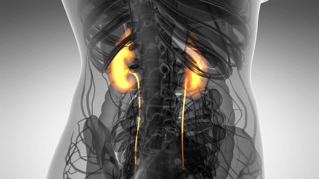 Science Anatomy Scan Of Human Kidneys Glowing