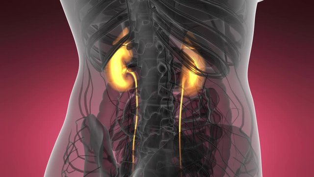 Science Anatomy Scan Of Human Kidneys Glowing