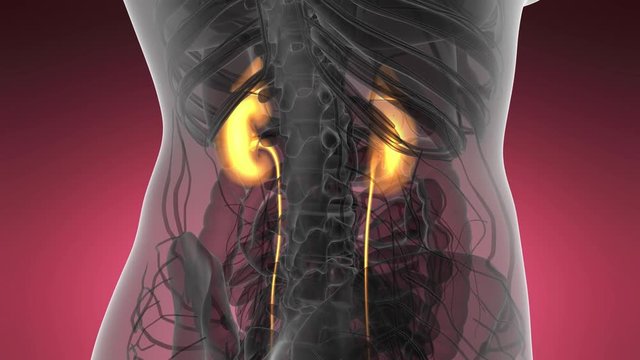 Science Anatomy Scan Of Human Kidneys Glowing