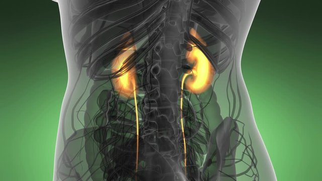 Science Anatomy Scan Of Human Kidneys Glowing