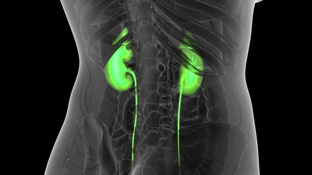 Science Anatomy Scan Of Human Kidneys Glowing