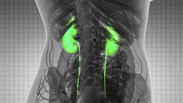 Science Anatomy Scan Of Human Kidneys Glowing