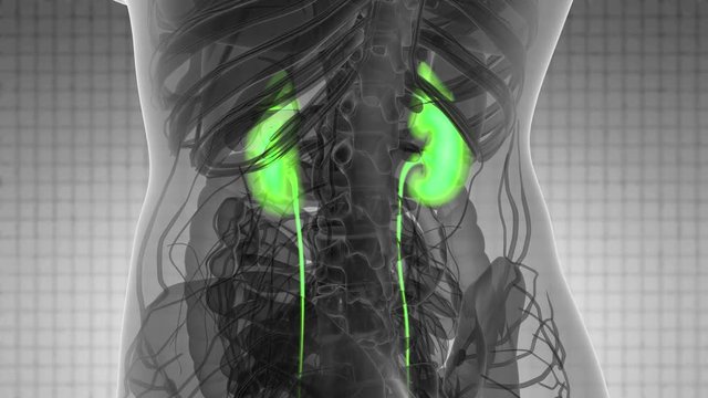 Science Anatomy Scan Of Human Kidneys Glowing