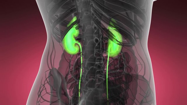 Science Anatomy Scan Of Human Kidneys Glowing