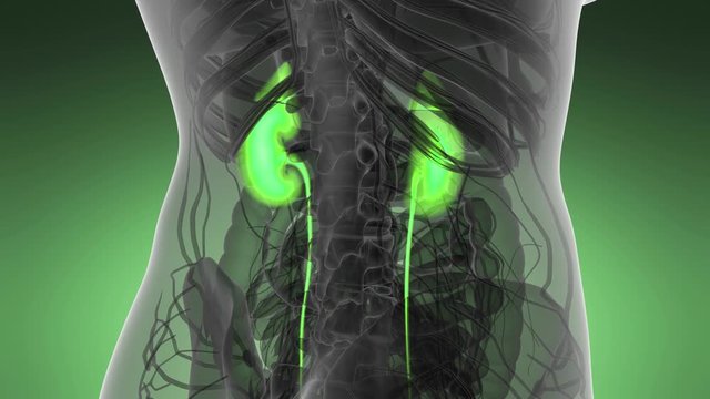 Science Anatomy Scan Of Human Kidneys Glowing