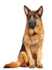 German Shepherd Dog  Isolated  on white Background in studio