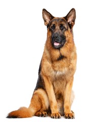 German Shepherd Dog  Isolated  on white Background in studio