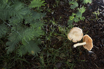 Mushrooms on the forest floor