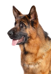 German Shepherd Dog  Isolated  on white Background in studio