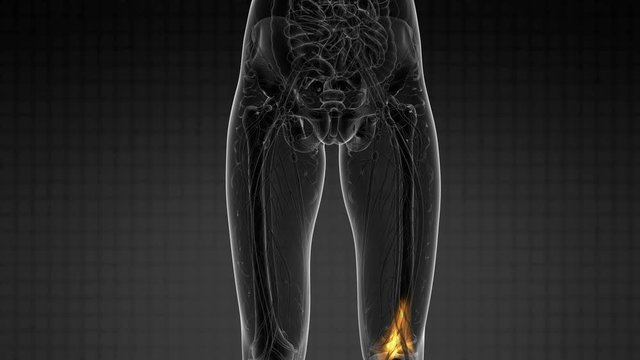 knee medical scan footage