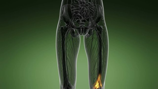 knee medical scan footage