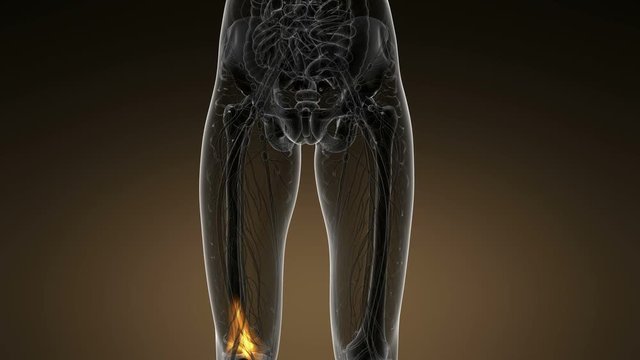 knee medical scan footage