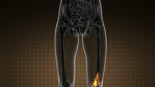 knee medical scan footage