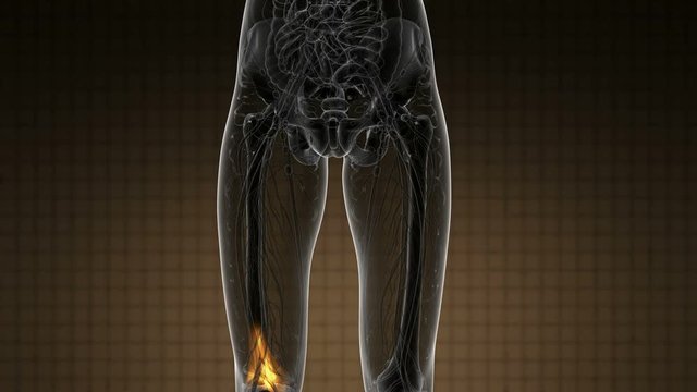 knee medical scan footage