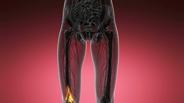 knee medical scan footage