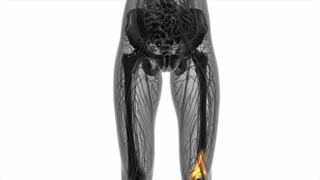 knee medical scan footage